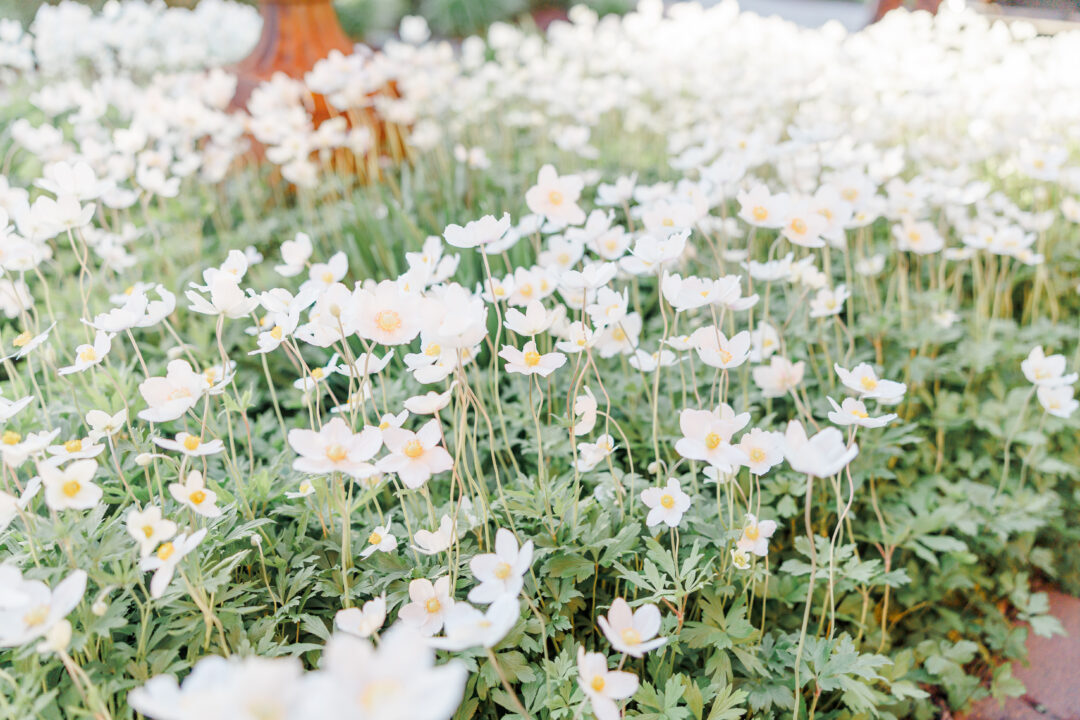 Pretty flowers at Redeemed Farm venue